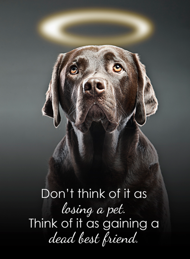 Illustration for article titled 6 Beautiful Quotes To Get You Through The Death Of A Pet
